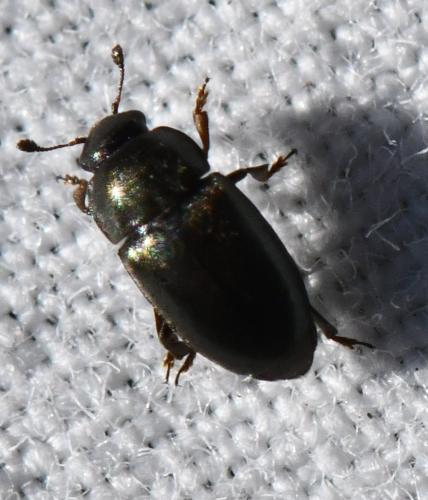 Meligethinae